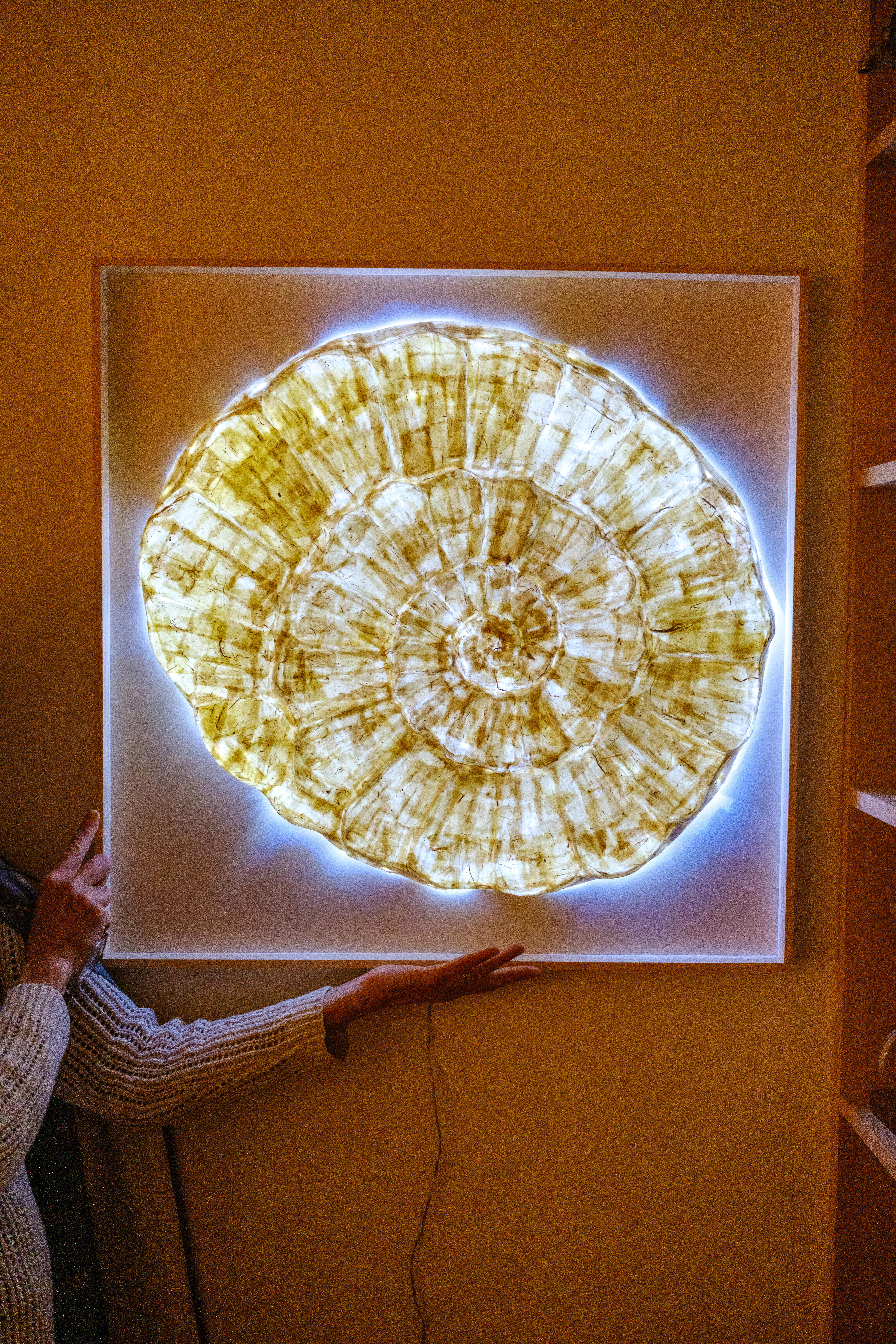 Ammonoid Frame