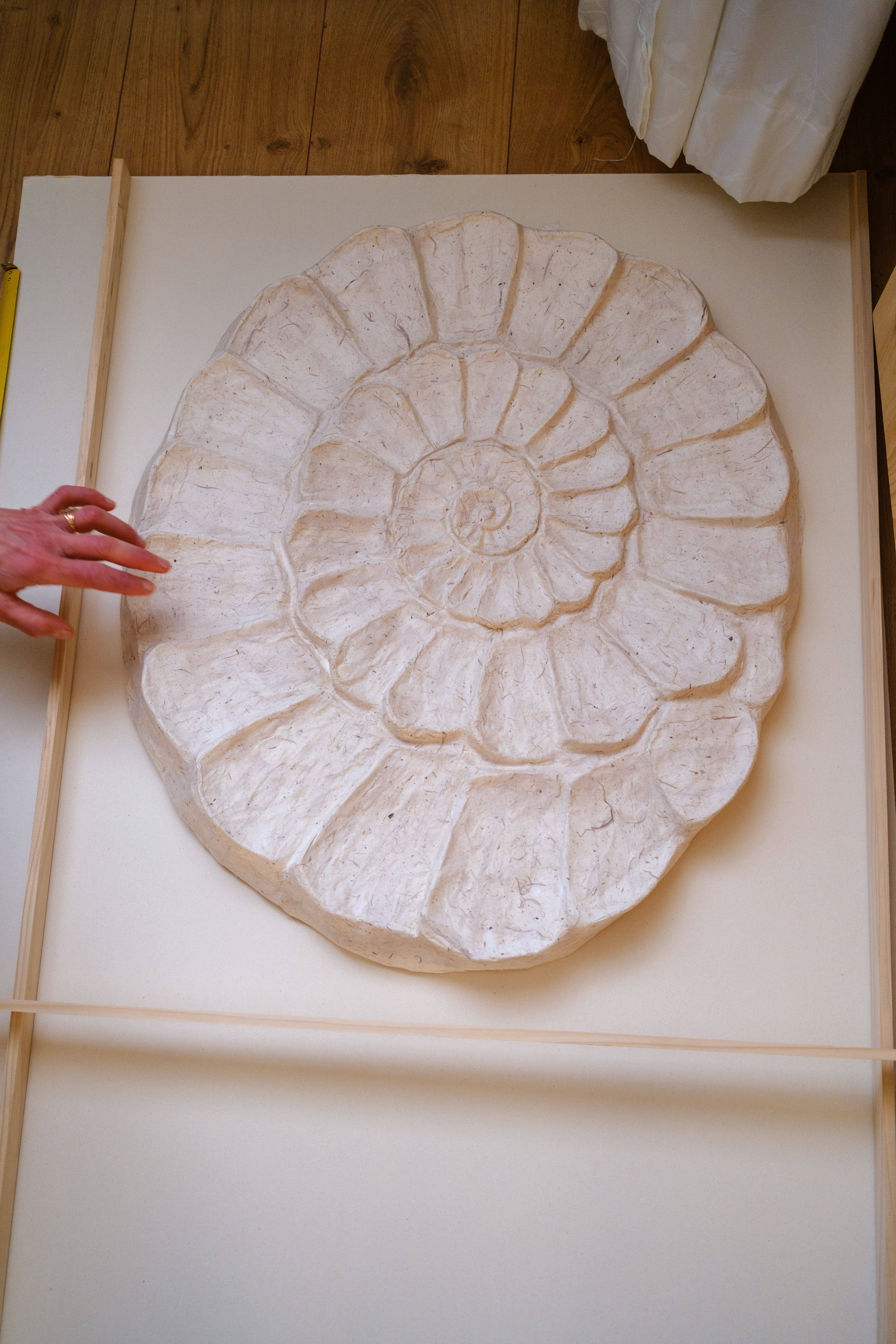 Ammonoid Frame