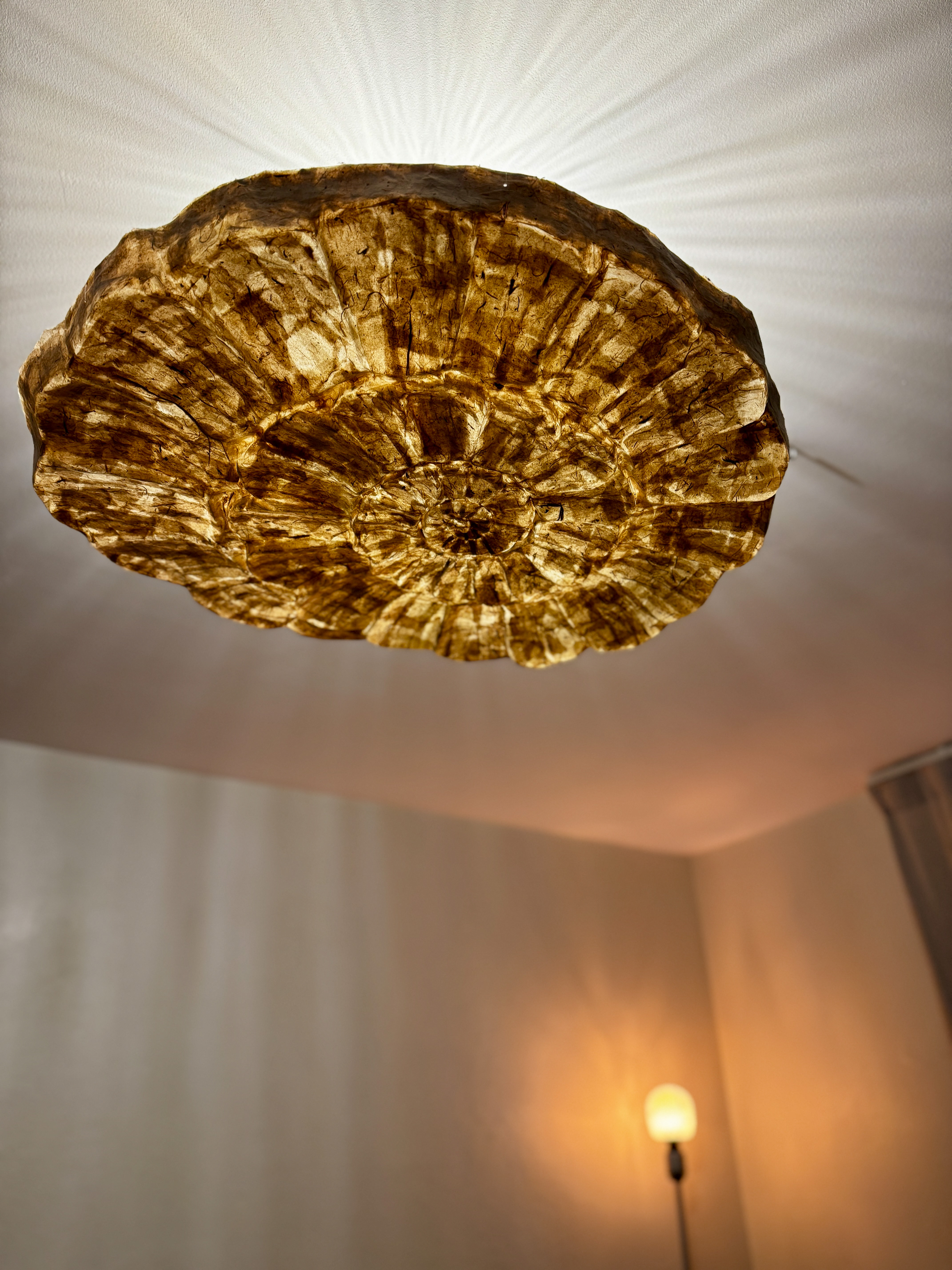 Ammonite Lamp